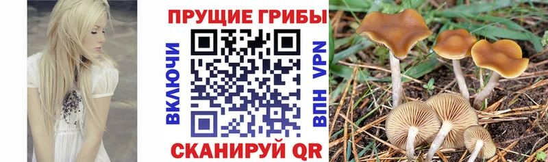 наркошоп  KRAKEN tor  Галлюциногенные грибы Cubensis  Цивильск 